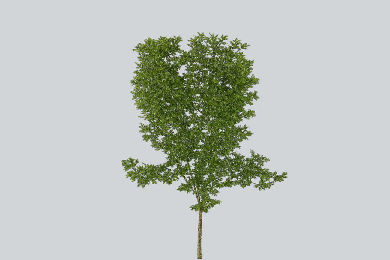 OSMANTHUS RAMO H86 (ANTI-UV)