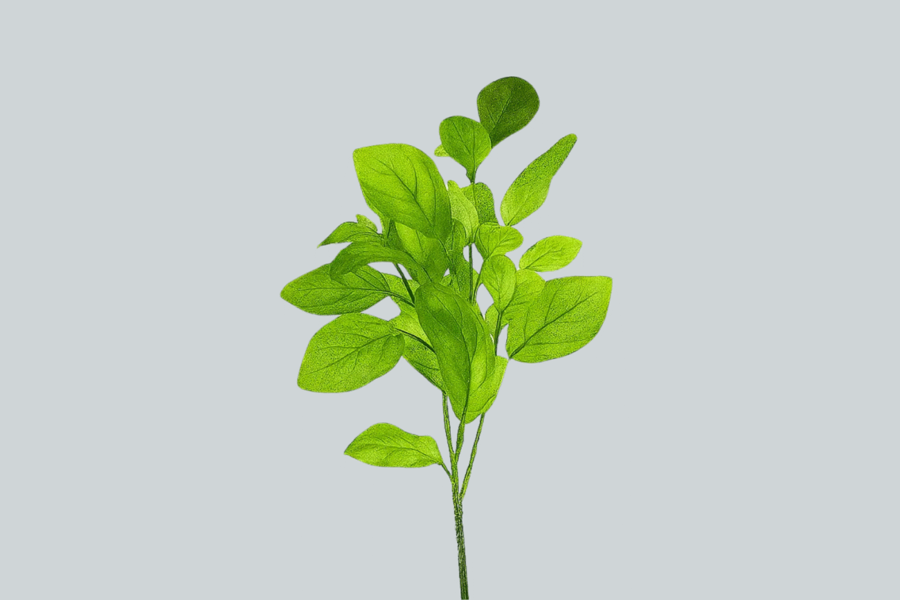 DAUCUS CAROTA BELL CESP.X5 H60