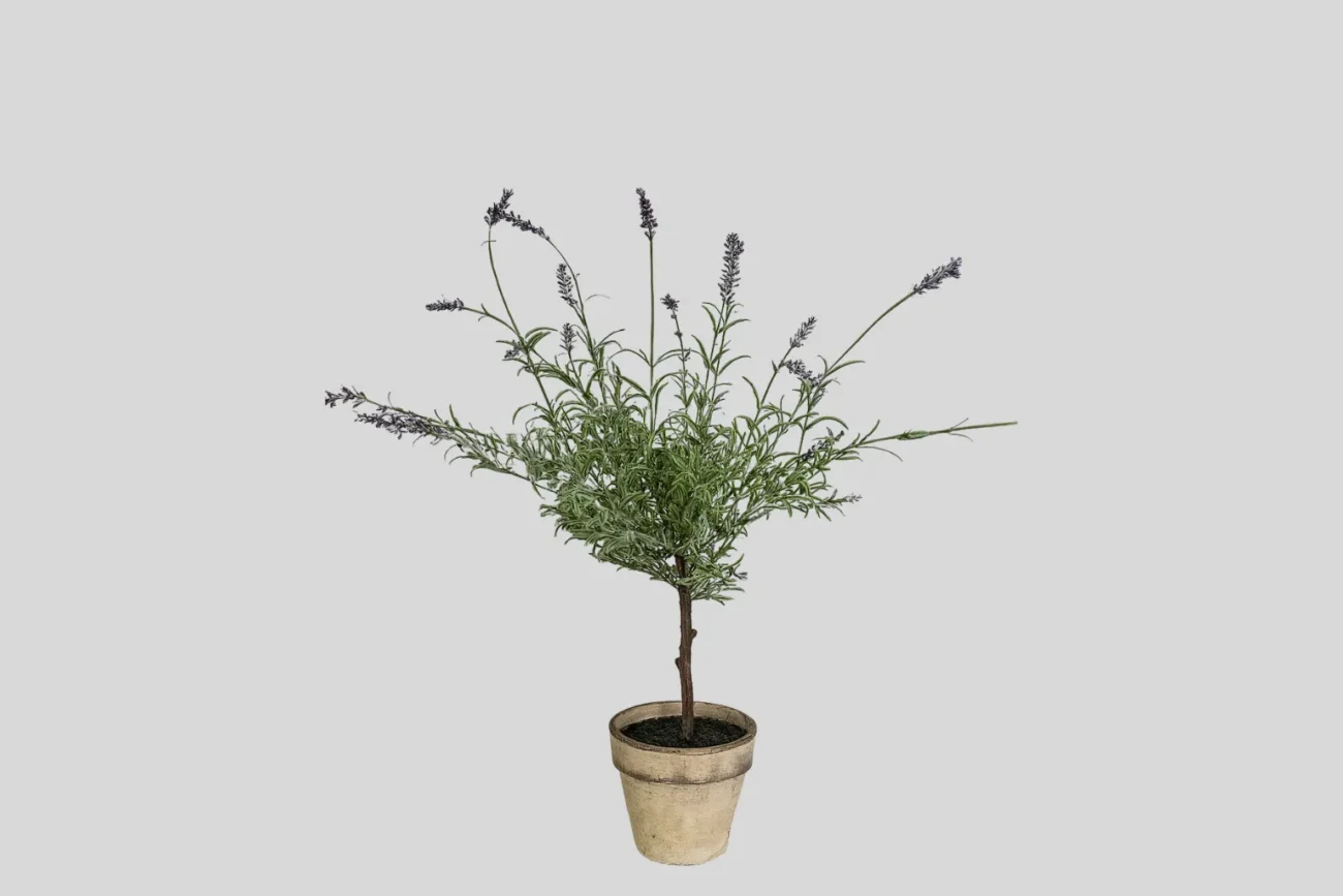 Lavanda*18 H60 /10.29/
