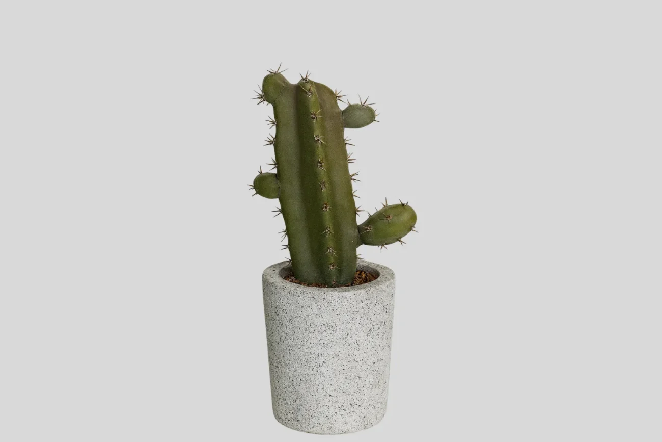 Cactus duke/4.45/