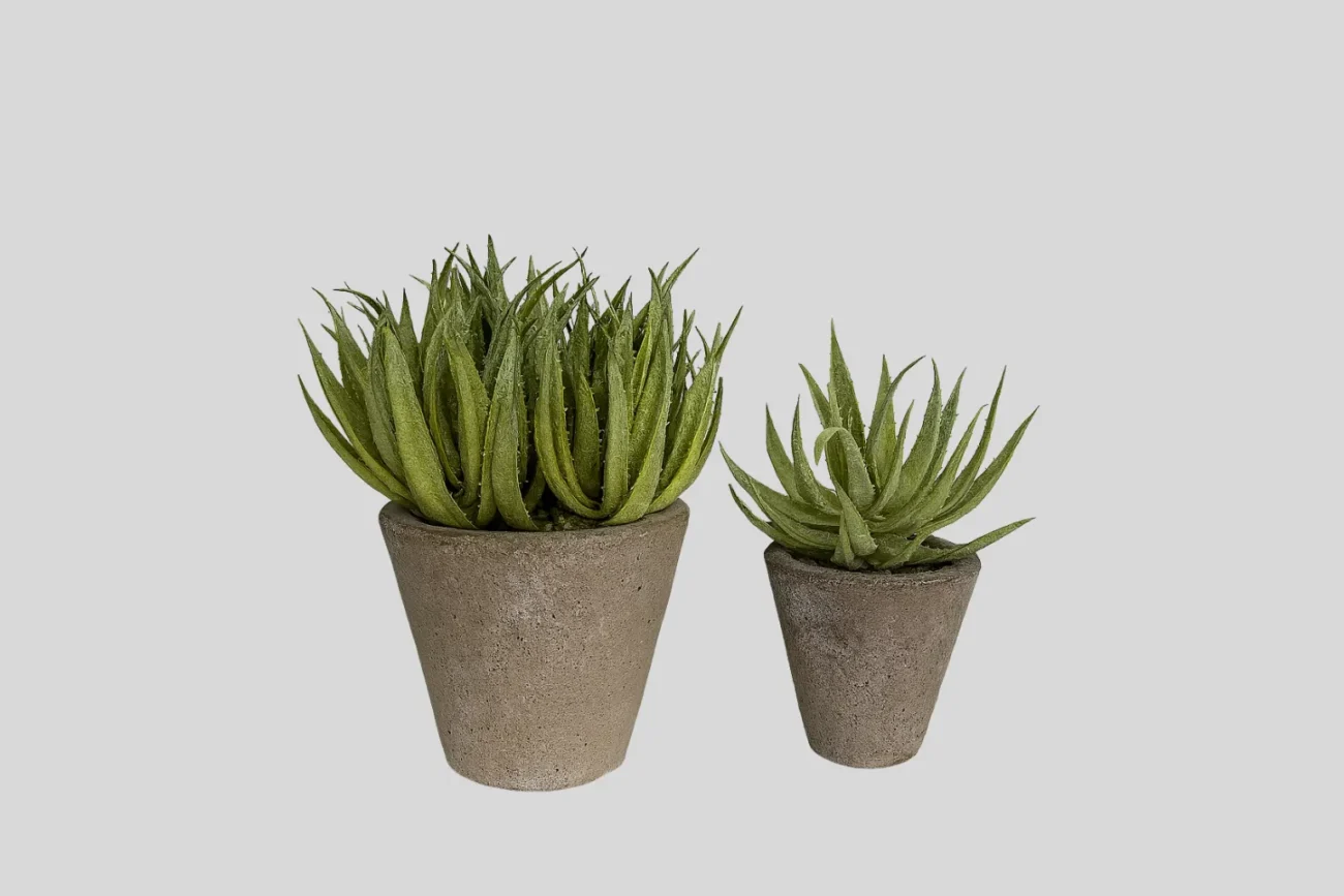 Aloe bell big H23/25/