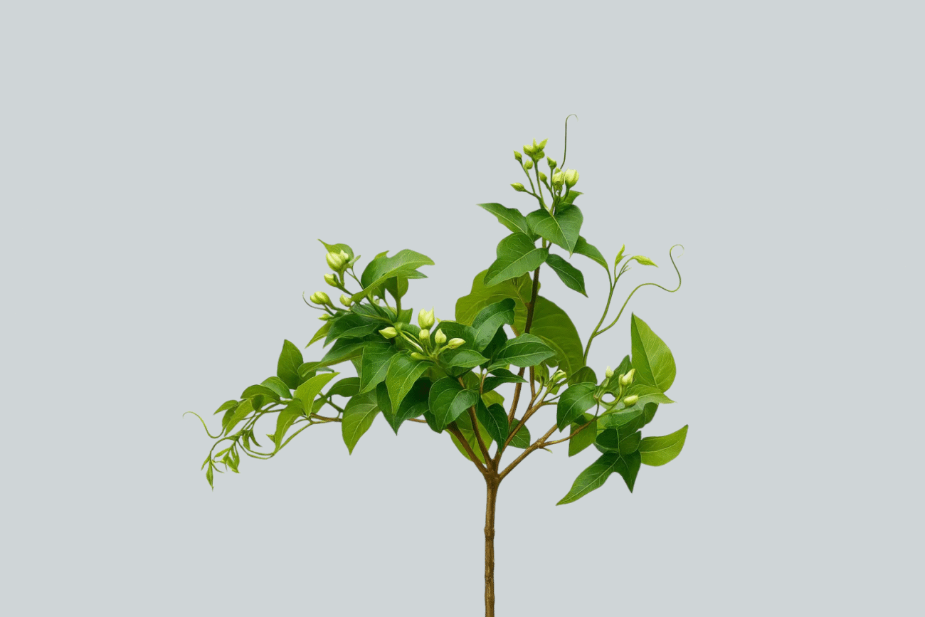 HOSTA PIANT.H66 (7FG)GREEN