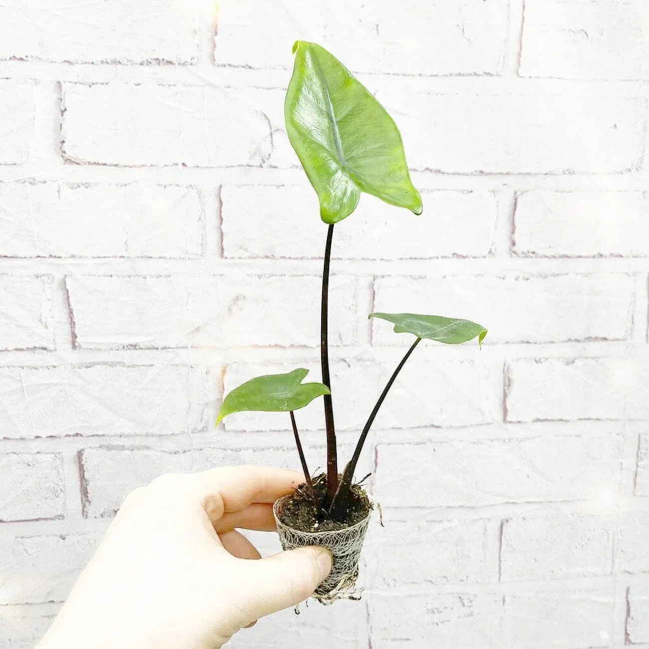 Foglia Alocasia duke H75 big