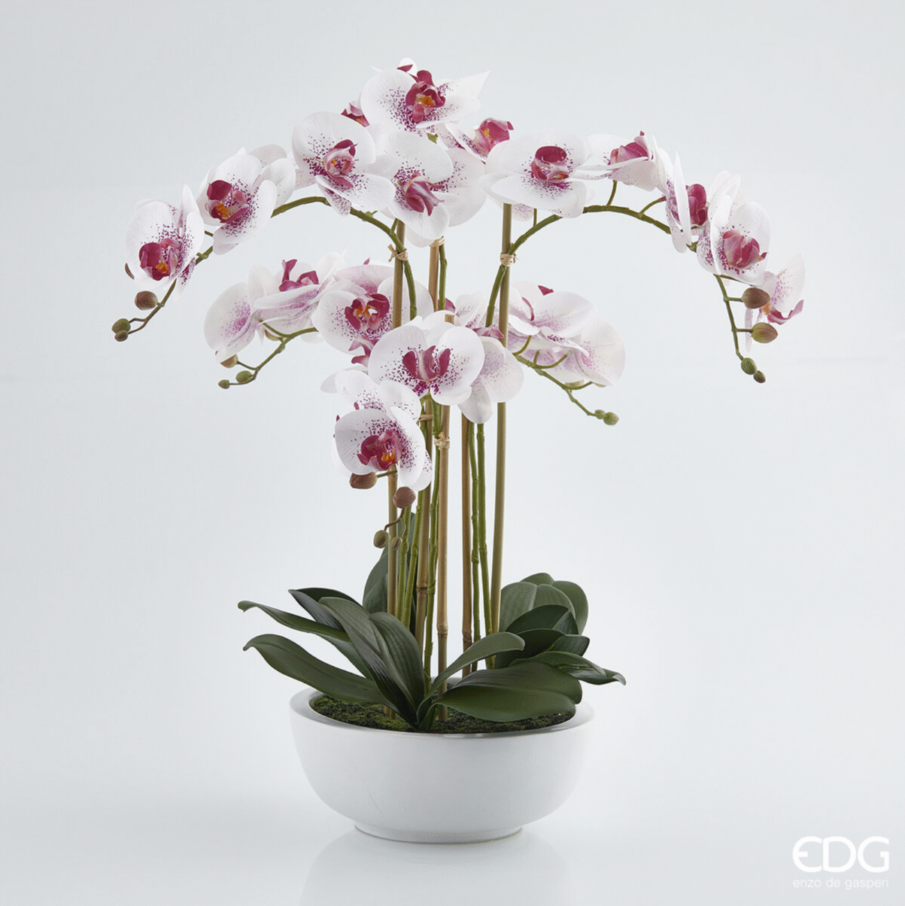 FUCHSIA
ORCHIDEA PHAL.PIANTA X6 C/VASO H64