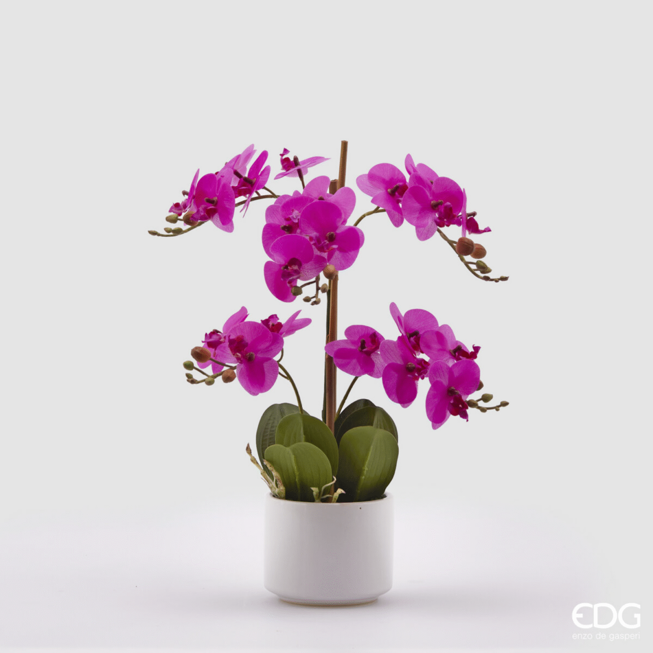 FUCHSIA
ORCHIDEA PHAL.REAL C/VASO H38