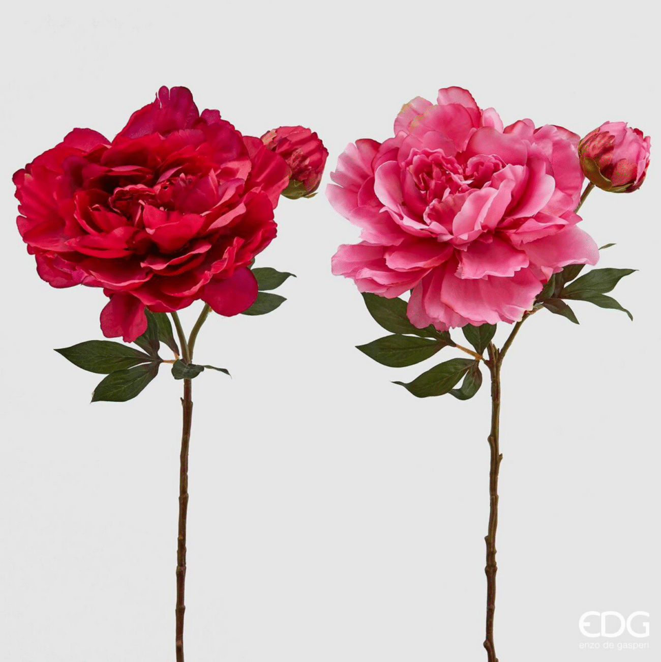 PEONIA RAMO REAL C/BOCC.H54 TT.PINK