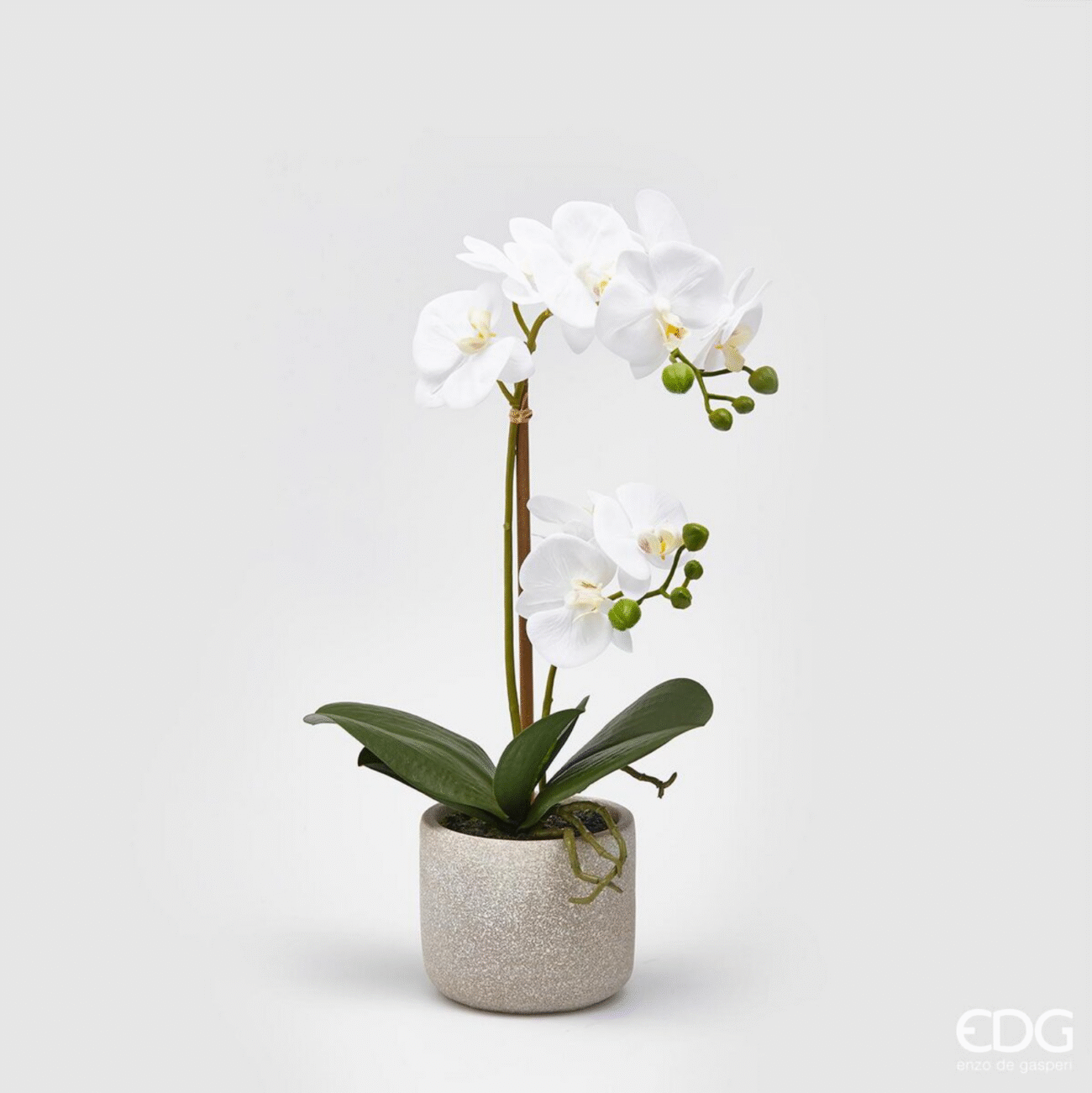 WHITE
ORCHIDEA PHAL.PIANTA X2 C/VASO H42