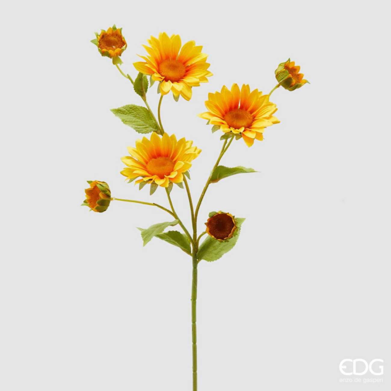 YELLOW
GIRASOLE BLISS RAMOX4 H75(7FIORI)
