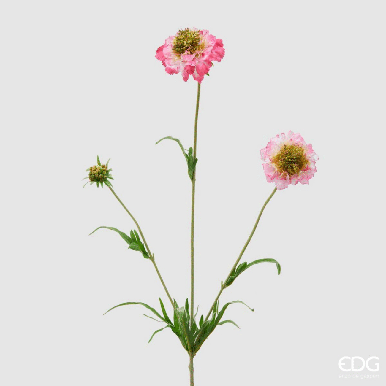 PINK
SCABIOSA REX RAMO X3 H65
