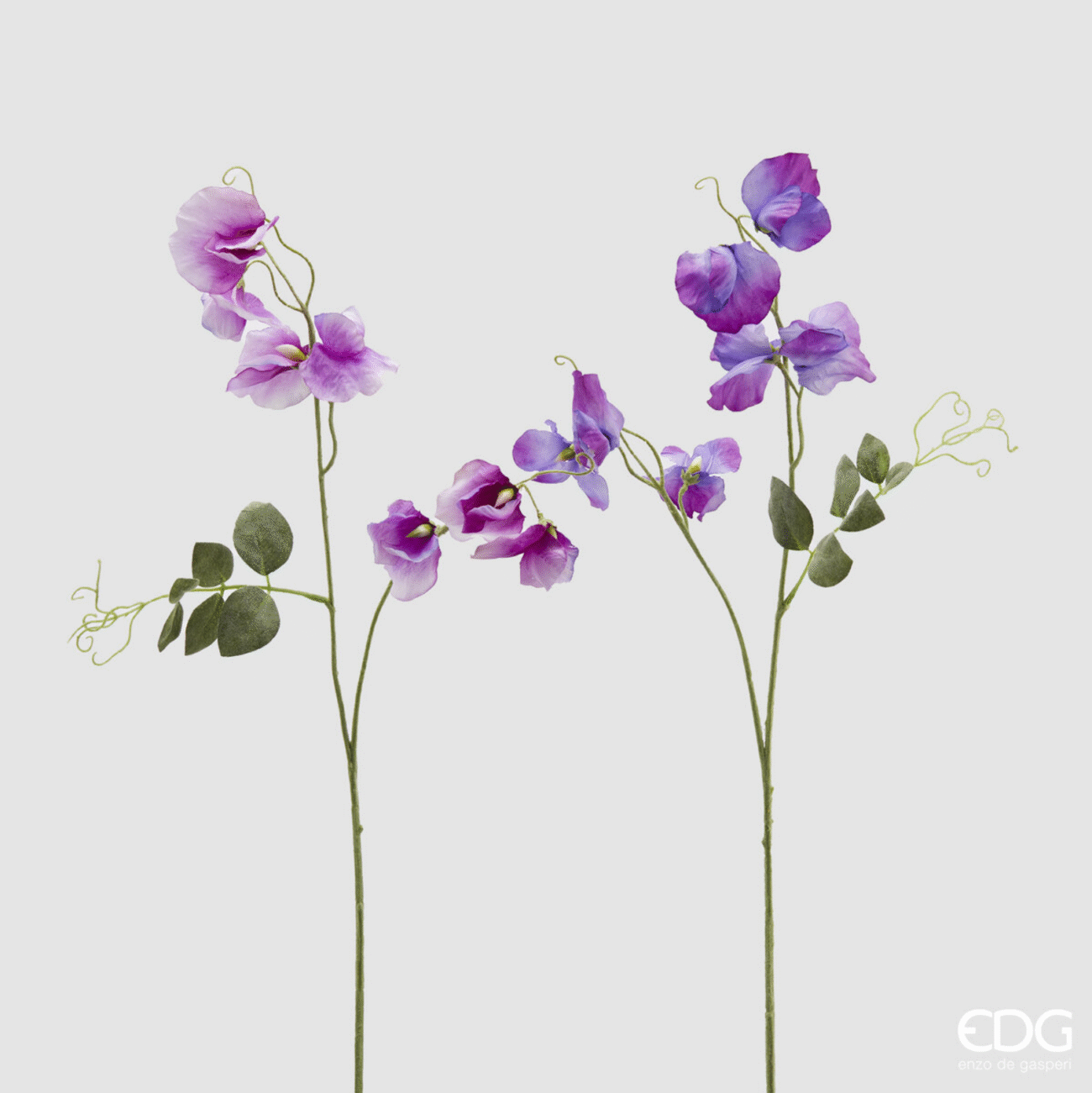 VIOLET MIX
PISELLO ODOROSO REX (2ASS.)H65