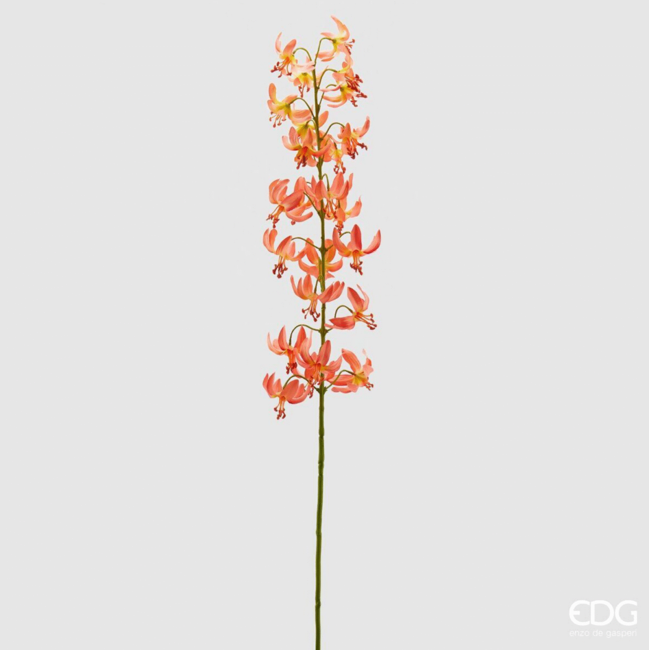 MULTICOLOR
LAVANDA REX X3 (4COL.ASS)H66